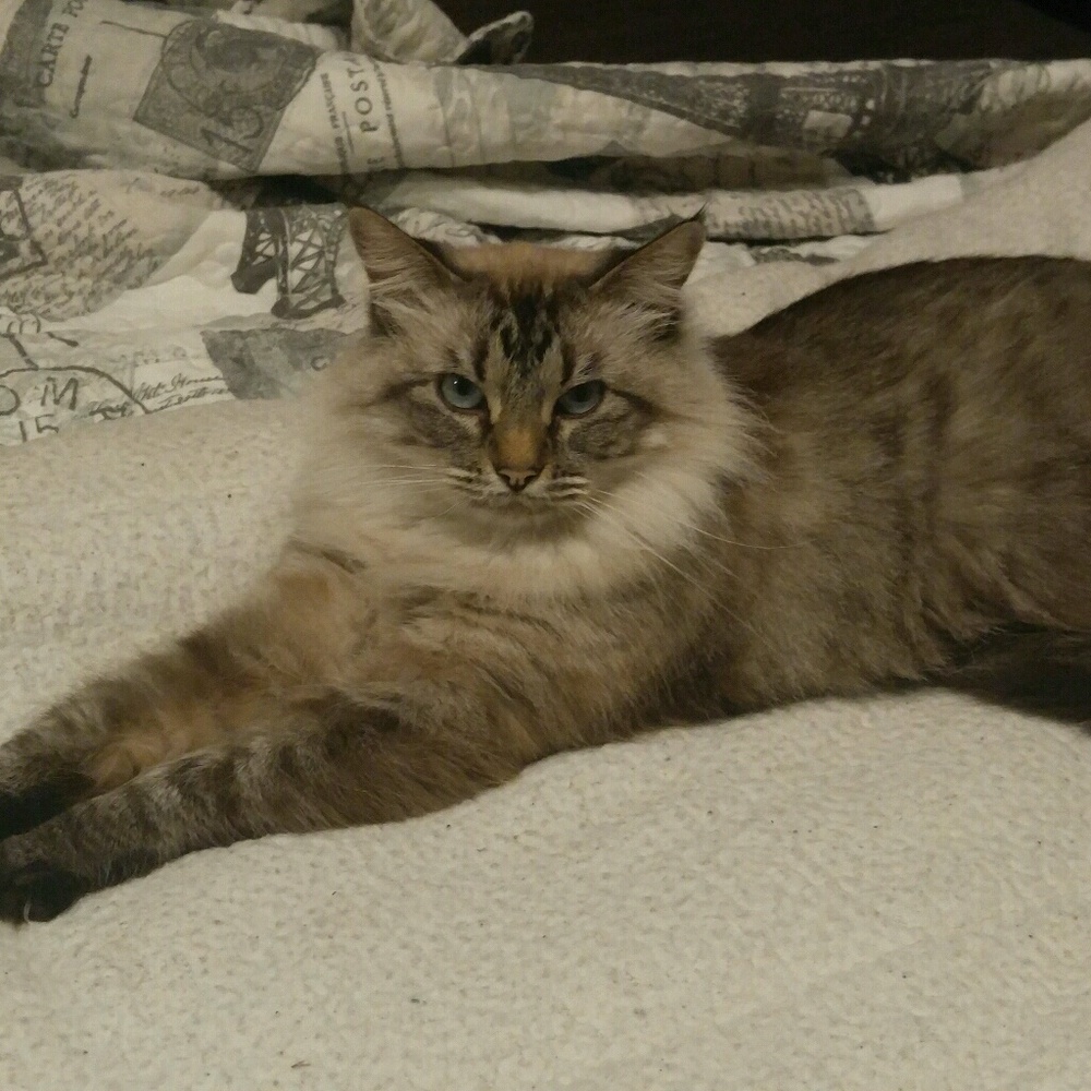 Meet your Posher, Priscilla